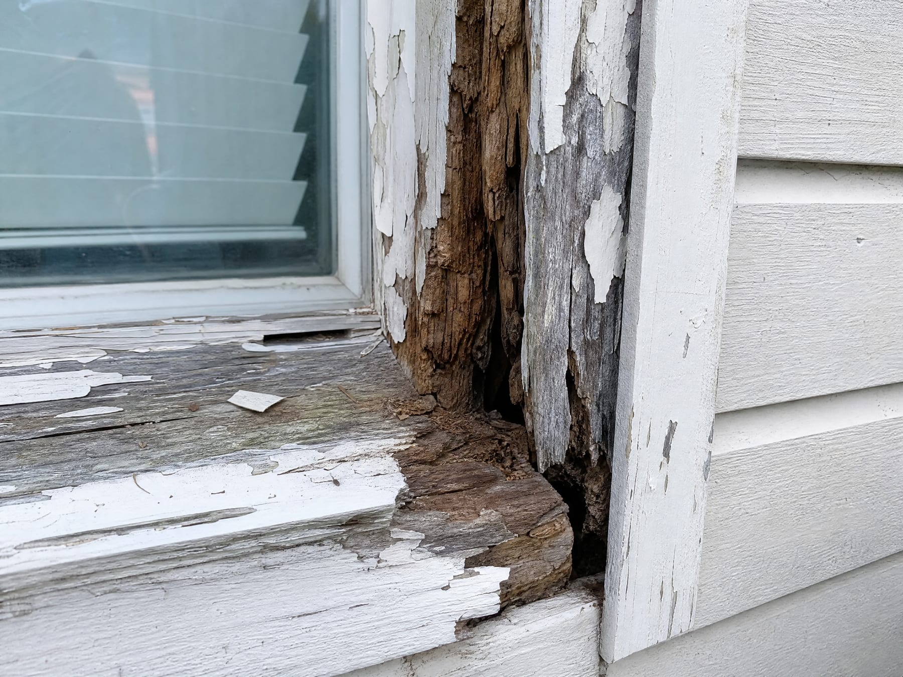 Rot spread well past the sill and up into the side jamb and casing of a wooden window, paint blistered and flaking, the wood grey and fibrous with the sill-to-jamb joint pulled open.